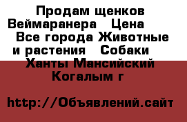 Продам щенков Веймаранера › Цена ­ 30 - Все города Животные и растения » Собаки   . Ханты-Мансийский,Когалым г.